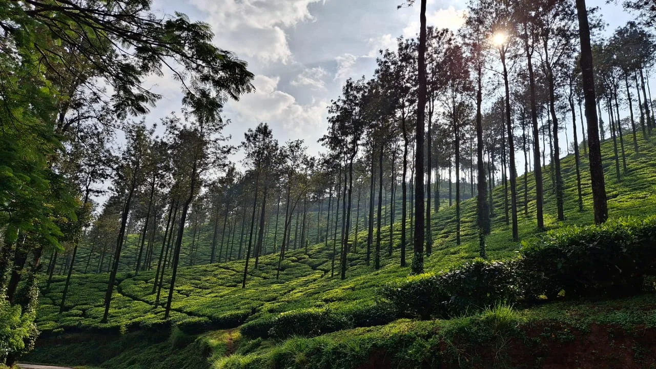 Coffee Plantations